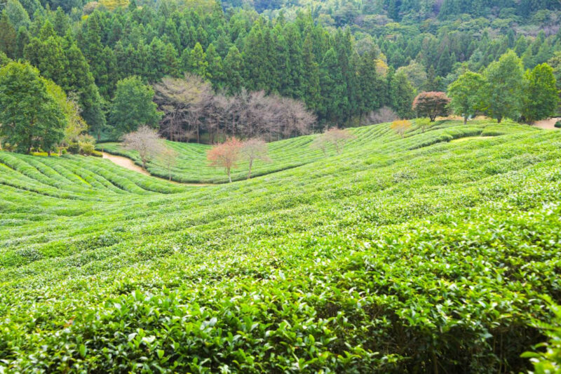 "補正1もしませんでした"4月に行くべきおすすめスポットリスト