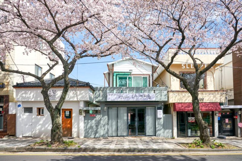 桜の元祖は日本じゃなかったのか」100年ぶりの逆転劇...。本当の持ち主は別？