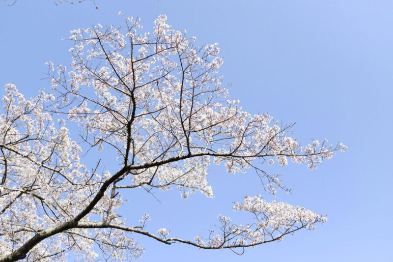 桜の元祖は日本じゃなかったのか」100年ぶりの逆転劇...。本当の持ち主は別？