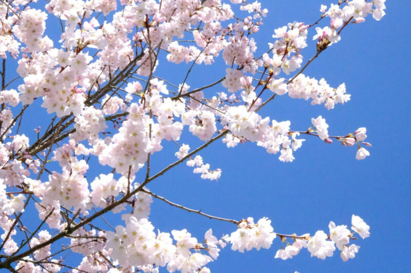 桜の元祖は日本じゃなかったのか」100年ぶりの逆転劇...。本当の持ち主は別？