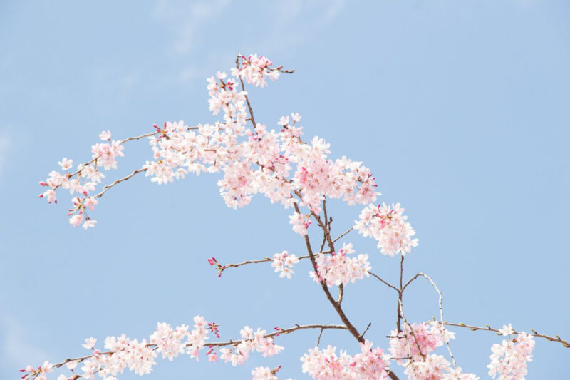 桜の元祖は日本じゃなかったのか」100年ぶりの逆転劇...。本当の持ち主は別？