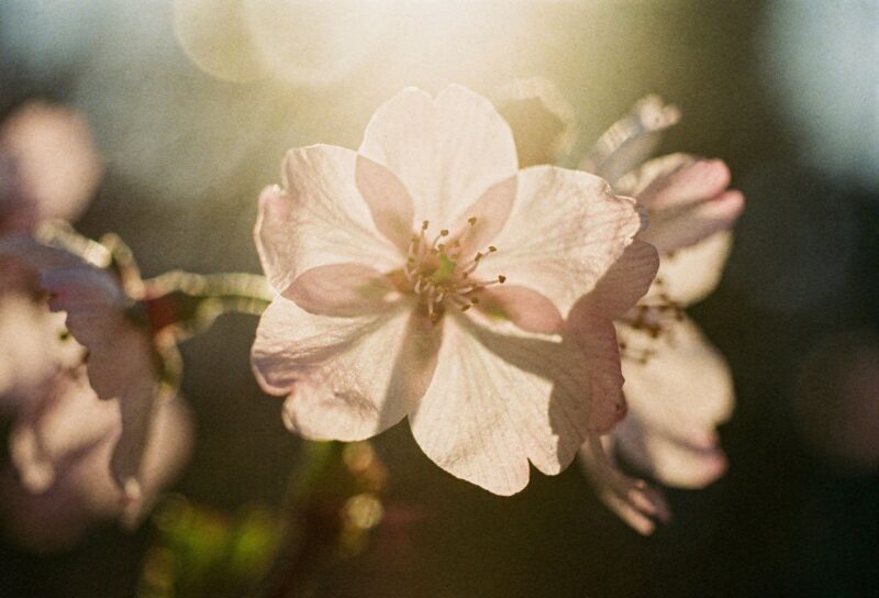"1,000만 원짜리 카메라 필요 없습니다" 동호회에서 작가 소리 든는 벚꽃 사진 꿀팁