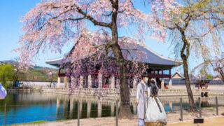 桜の満開はいつ？今年の開花予想をチェック
