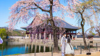桜の満開はいつ？今年の開花予想をチェック