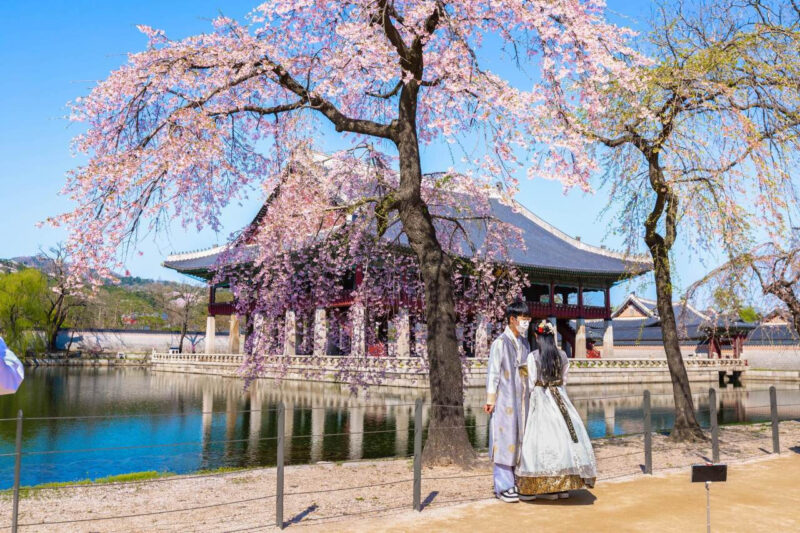 桜の満開はいつ？今年の開花予想をチェック