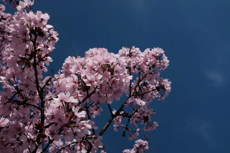 桜の満開はいつ？今年の開花予想をチェック