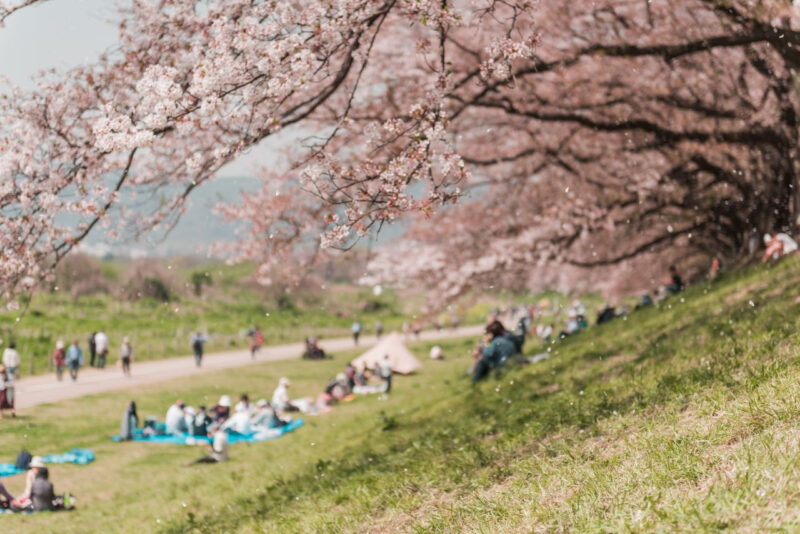 桜の満開はいつ？今年の開花予想をチェック