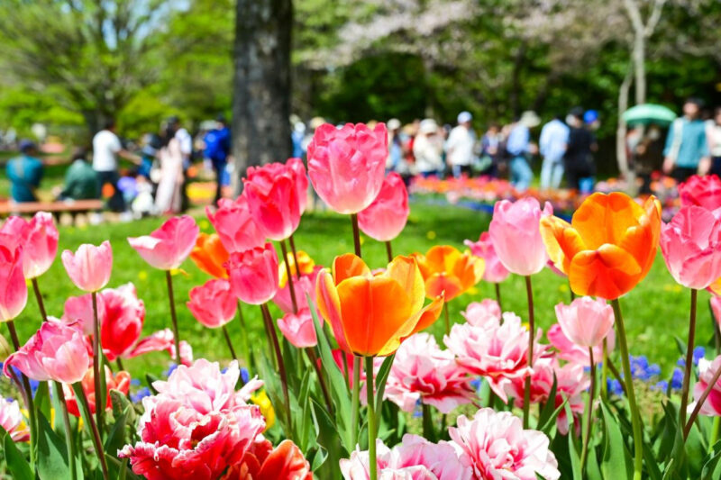 桜の満開はいつ？今年の開花予想をチェック