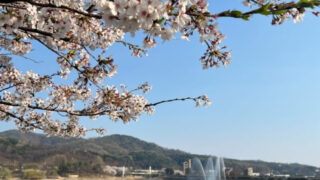 今週末は天安へ！檀国大・天湖池から北面慰礼まで、桜のドライブコース特集