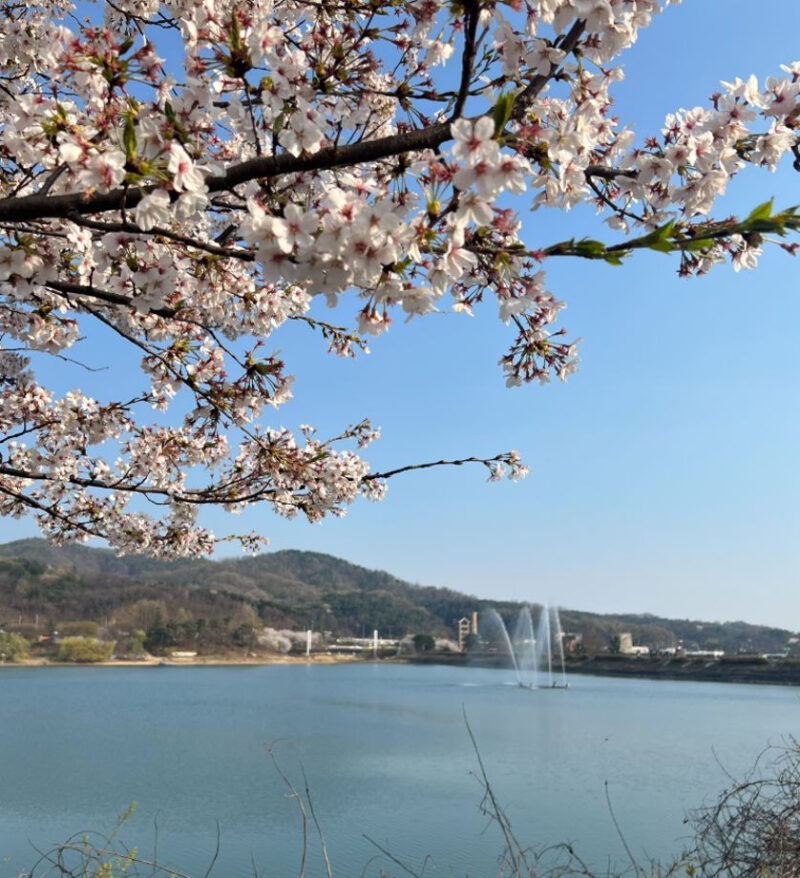 今週末は天安へ!檀国大・天湖池から北面慰礼まで、桜のドライブコース特集