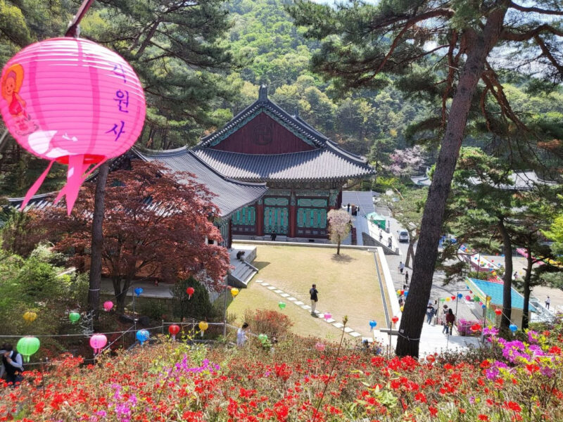 今週末は天安へ!檀国大・天湖池から北面慰礼まで、桜のドライブコース特集