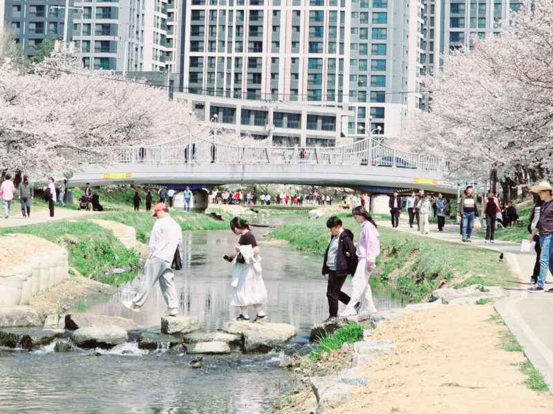 今週末は天安へ!檀国大・天湖池から北面慰礼まで、桜のドライブコース特集