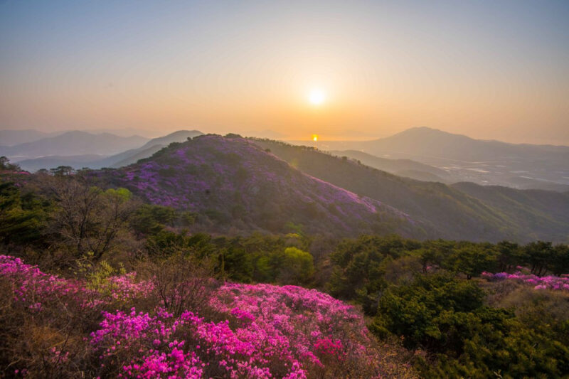 標高436mの尾根がピンク一色に!韓国最北端の「ツツジの楽園」が絶景