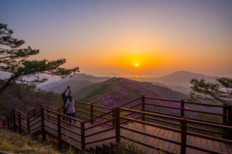 標高436mの尾根がピンク一色に!韓国最北端の「ツツジの楽園」が絶景
