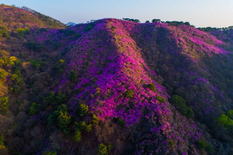 標高436mの尾根がピンク一色に!韓国最北端の「ツツジの楽園」が絶景