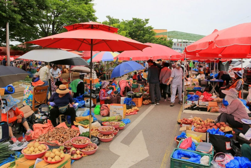 標高436mの尾根がピンク一色に!韓国最北端の「ツツジの楽園」が絶景