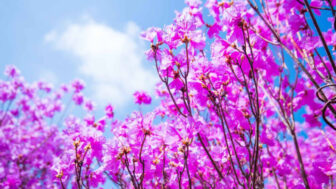 チャン・ユンジョン、チョ・ソンモ、NORAZOら豪華集結！30万坪で楽しむ30周年記念フェス開催