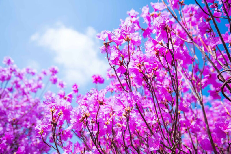 チャン・ユンジョン、チョ・ソンモ、NORAZOら豪華集結！30万坪で楽しむ30周年記念フェス開催