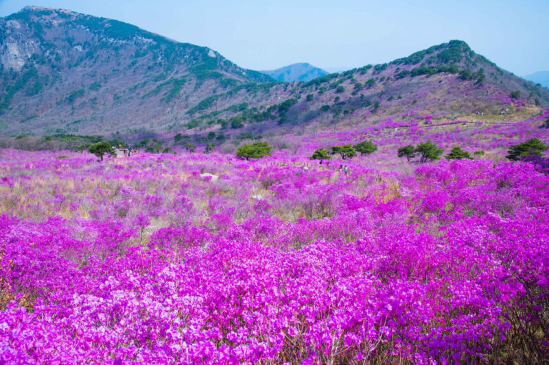 チャン・ユンジョン、チョ・ソンモ、NORAZOら豪華集結!30万坪で楽しむ30周年記念フェス開催