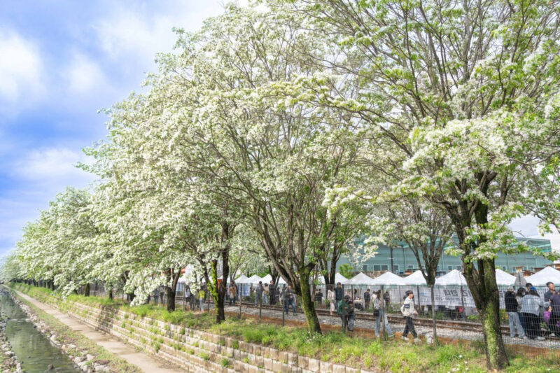 桜を見逃した？むしろ好都合。線路を彩る「5月の雪」が絶景すぎる