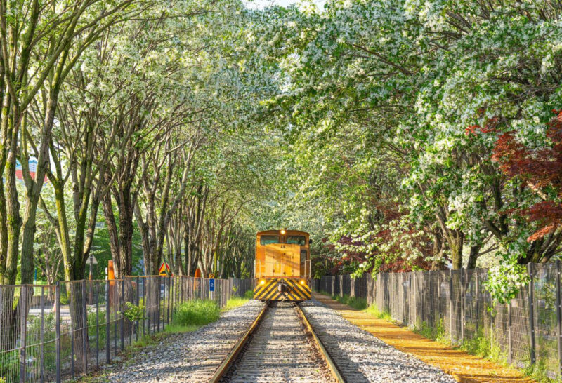 桜を見逃した？むしろ好都合。線路を彩る「5月の雪」が絶景すぎる