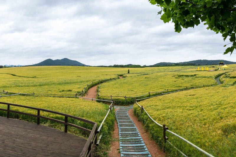 「韓国一の青麦畑」全北を代表する“心温まる”祭りに成長