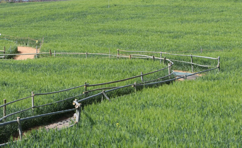 「韓国一の青麦畑」全北を代表する“心温まる”祭りに成長