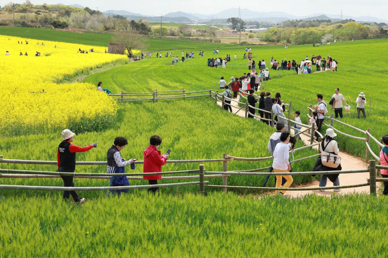 「韓国一の青麦畑」全北を代表する“心温まる”祭りに成長