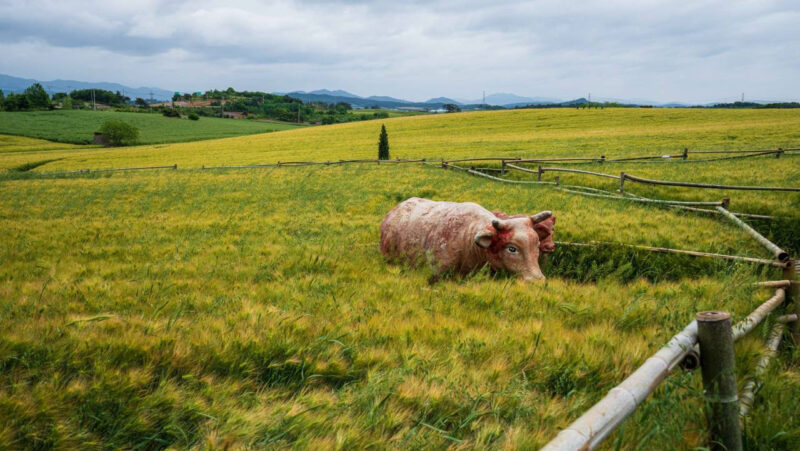 「韓国一の青麦畑」全北を代表する“心温まる”祭りに成長