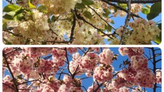「絶景すぎる！」ピンクと青緑の桜が咲き誇る、忠清道の絶景スポットへ