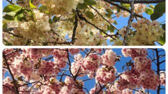 「絶景すぎる！」ピンクと青緑の桜が咲き誇る、忠清道の絶景スポットへ