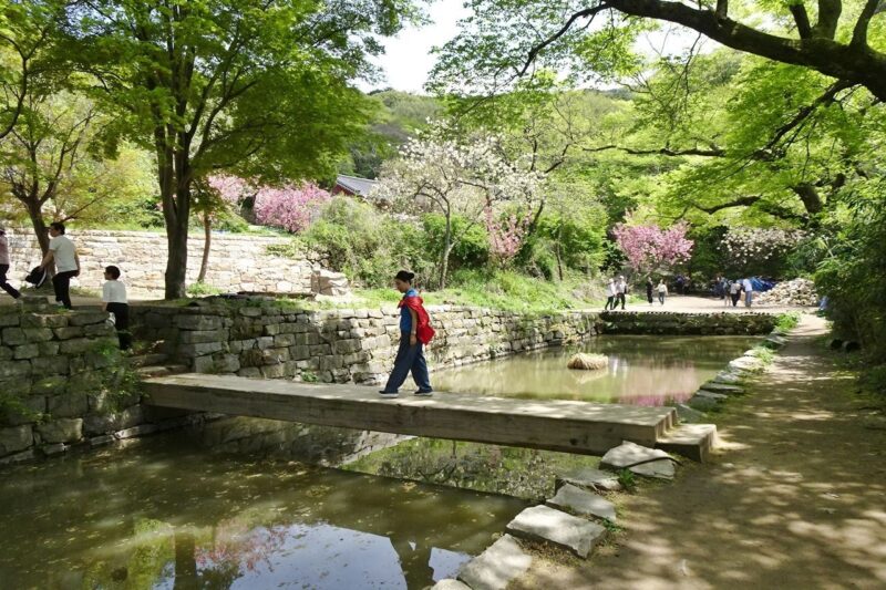「絶景すぎる！」ピンクと青緑の桜が咲き誇る、忠清道の絶景スポットへ