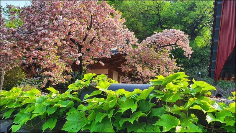 「絶景すぎる！」ピンクと青緑の桜が咲き誇る、忠清道の絶景スポットへ