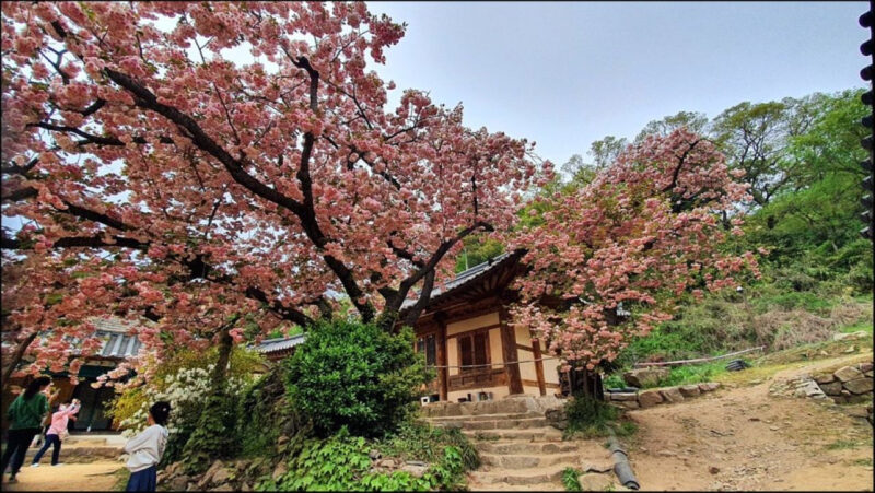 「絶景すぎる！」ピンクと青緑の桜が咲き誇る、忠清道の絶景スポットへ