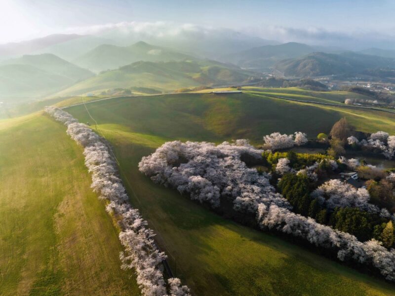 「絶景すぎる！」ピンクと青緑の桜が咲き誇る、忠清道の絶景スポットへ