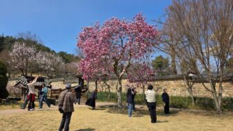 「ここが韓国？」朝鮮の美と欧州のスイセンが織りなす幻想的な光景
