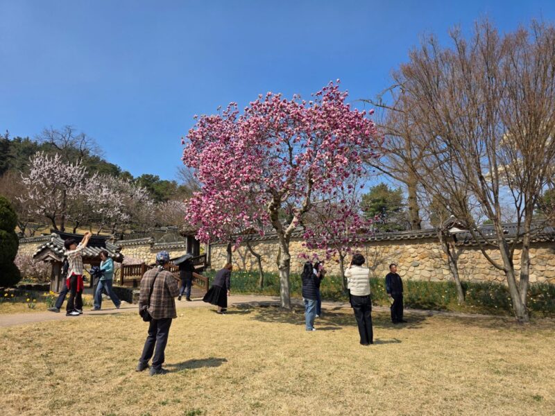 「ここが韓国？」朝鮮の美と欧州のスイセンが織りなす幻想的な光景