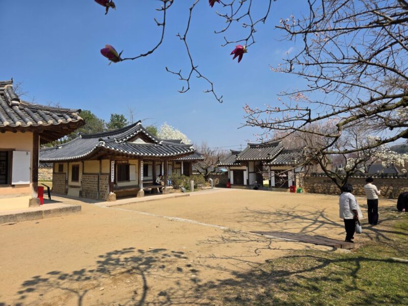 「ここが韓国？」朝鮮の美と欧州のスイセンが織りなす幻想的な光景