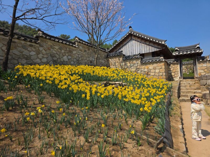 「ここが韓国？」朝鮮の美と欧州のスイセンが織りなす幻想的な光景