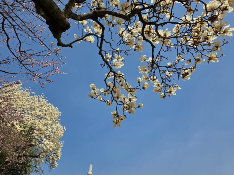 「ここが韓国？」朝鮮の美と欧州のスイセンが織りなす幻想的な光景