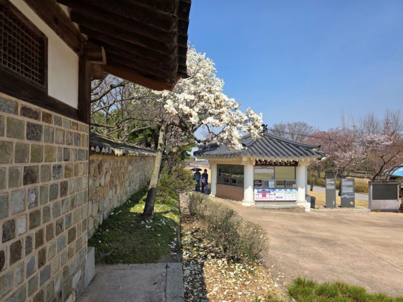 「ここが韓国？」朝鮮の美と欧州のスイセンが織りなす幻想的な光景