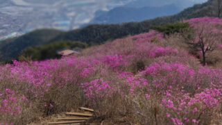 「密陽8景の理由がわかった」見頃を迎えた密陽・終南山のツツジ、開花率60％超えで絶景に