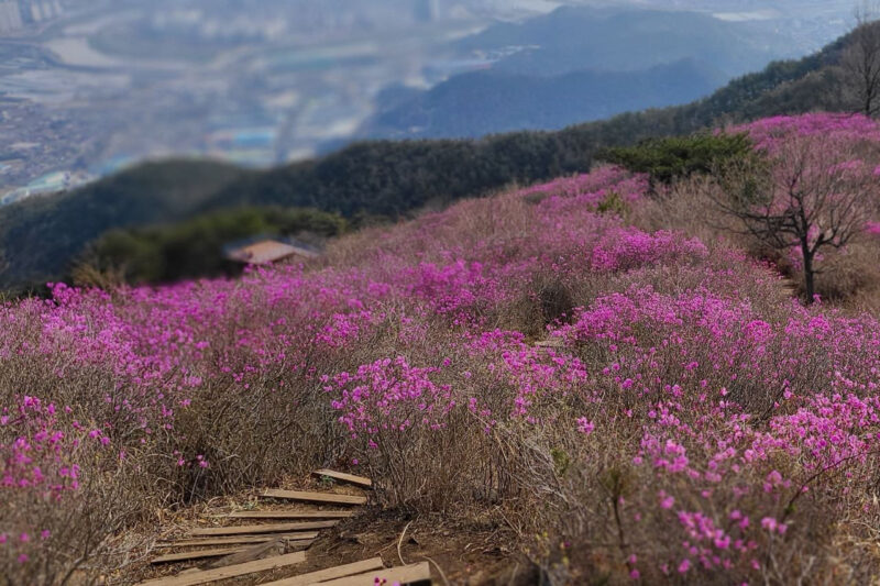 「密陽8景の理由がわかった」見頃を迎えた密陽・終南山のツツジ、開花率60％超えで絶景に