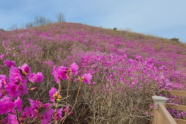 「密陽8景の理由がわかった」見頃を迎えた密陽・終南山のツツジ、開花率60％超えで絶景に