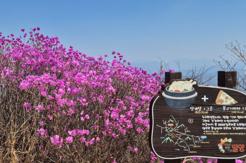 「密陽8景の理由がわかった」見頃を迎えた密陽・終南山のツツジ、開花率60％超えで絶景に