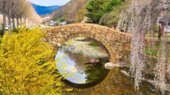 「万年崩れない石橋」と桜・レンギョウの絶景　無料で楽しめる春の穴場スポット