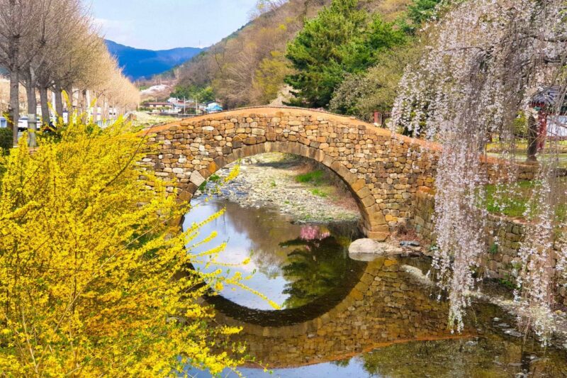 「万年崩れない石橋」と桜・レンギョウの絶景　無料で楽しめる春の穴場スポット