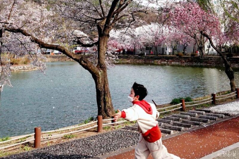 「万年崩れない石橋」と桜・レンギョウの絶景 無料で楽しめる春の穴場スポット