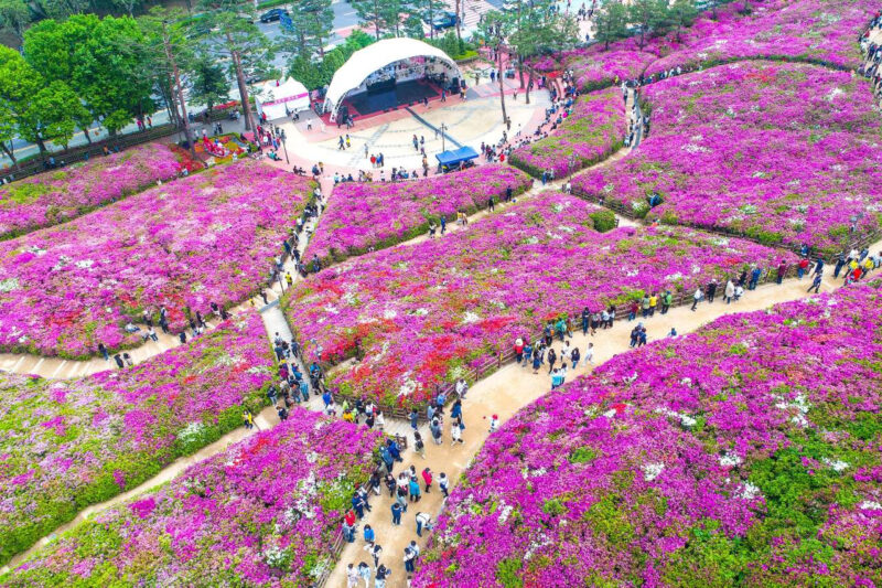 都心に6000坪の紫の絶景!15万本のツツジが咲き誇る散策路が話題