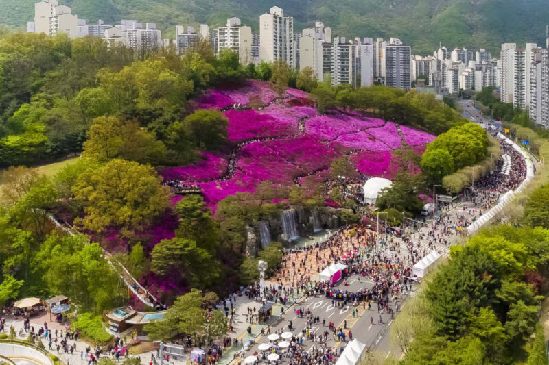 都心に6000坪の紫の絶景!15万本のツツジが咲き誇る散策路が話題